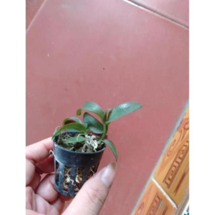 Kie hoa phong lan phi điệp lộc bắc