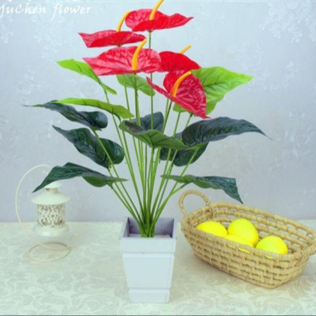 Cây hồng môn 5 hoa cỡ lớn