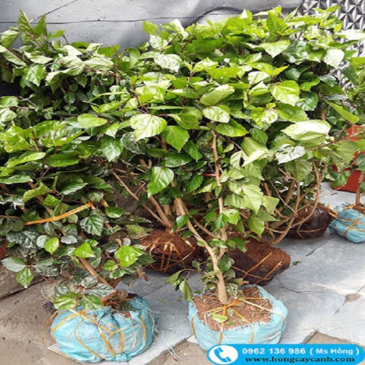 CHẬU CÂY DÂM BỤT LÙN CÁNH KÉP MÀU VÀNG
