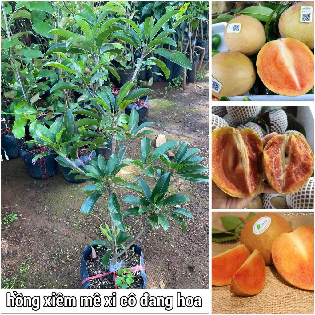Cây giống Hồng Xiêm Mê Xi Cô ĐANG RA HOA .