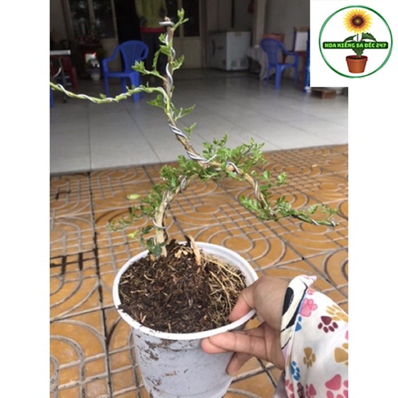 Cây cần thăng kiểng