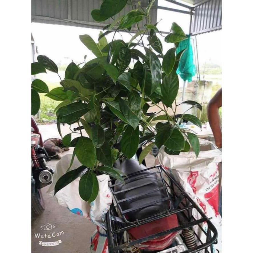Combo 3 Cây giống mít ta mít dai