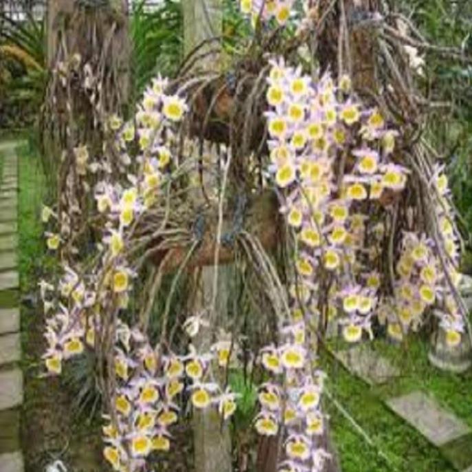 Hoa phong lan-long tu lào( bảng 3 cây,cao 30cm)