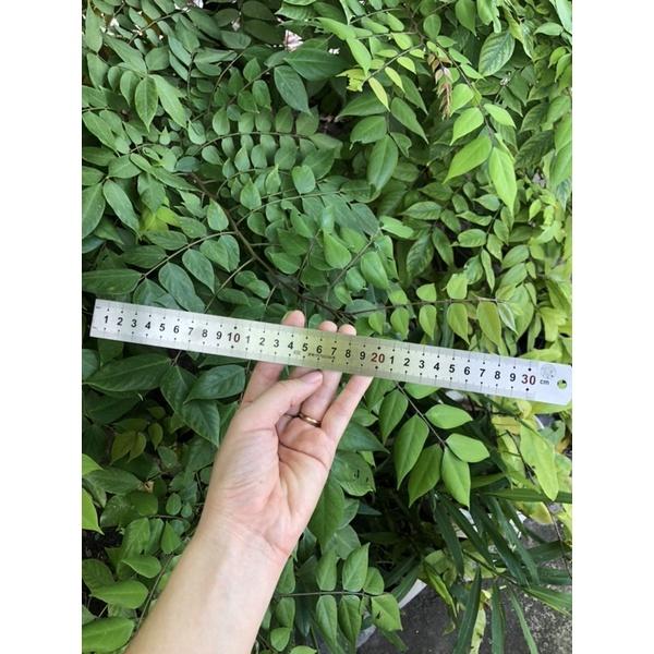 Thước lá thước thẳng 30cm