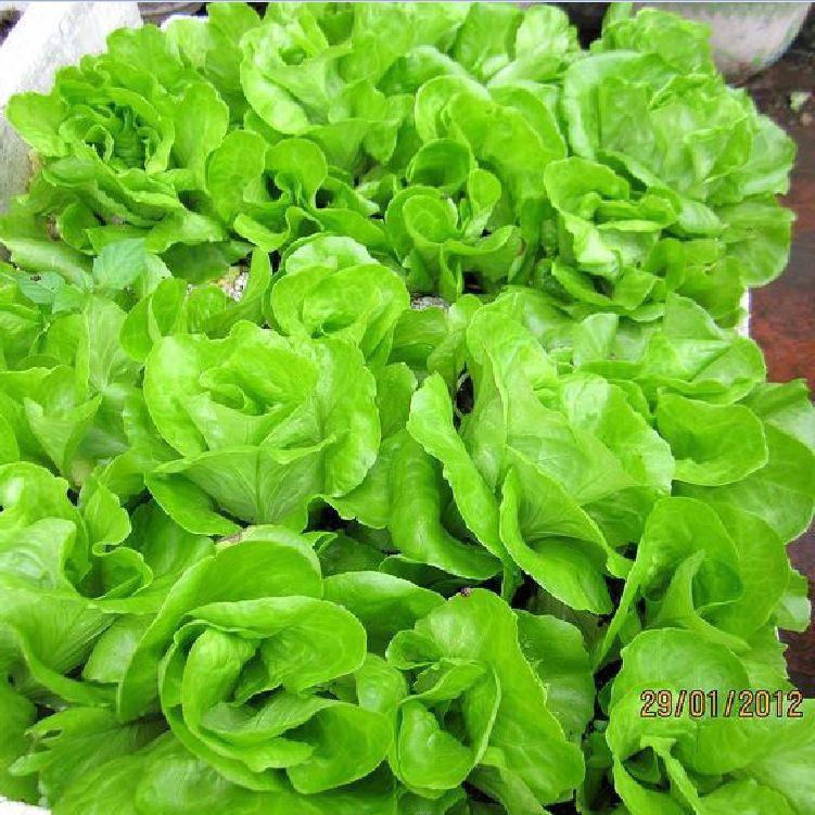 Combo 3 gói Hạt Giống Xà lách chịu nhiệt