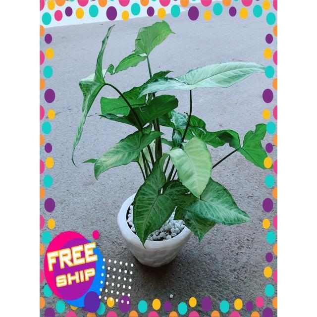 Chậu Trầu Bà Trắng