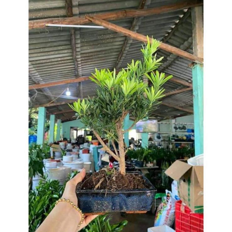 Sản phẩm CÂY TÙNG LA HÁN