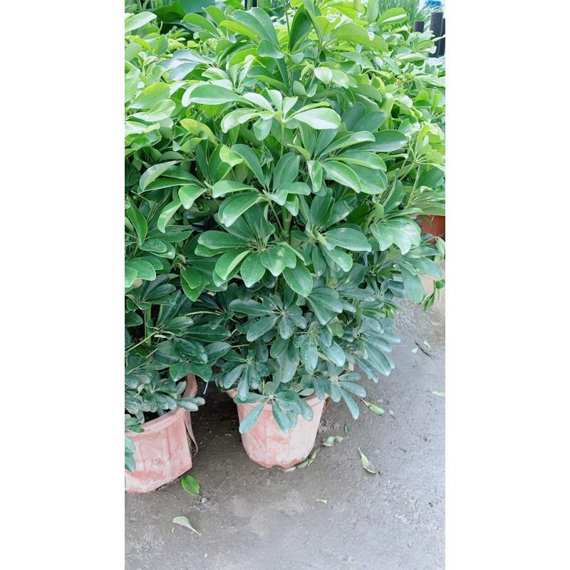 Ngũ Gia Bì Size Đại