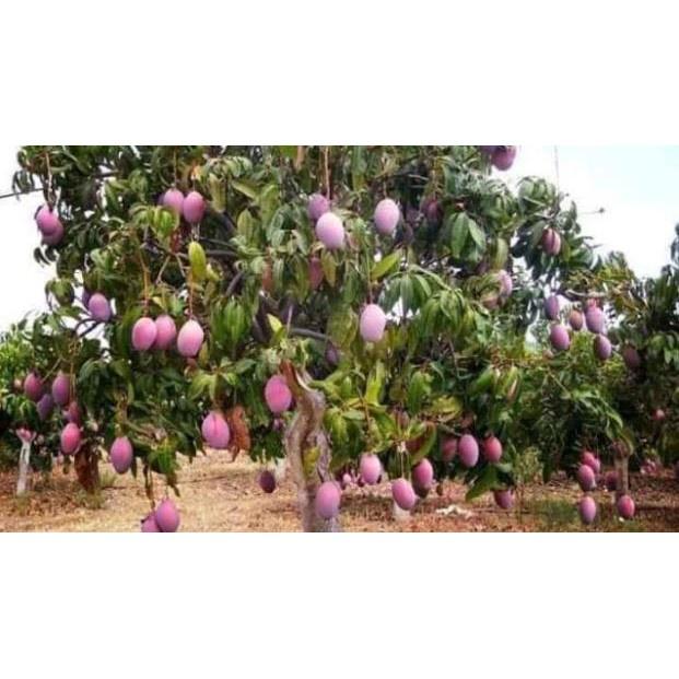 Cây Giống Xoài Thái Tím