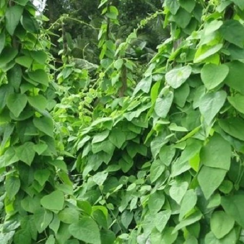 Hạt Giống Sương Sâm Lông