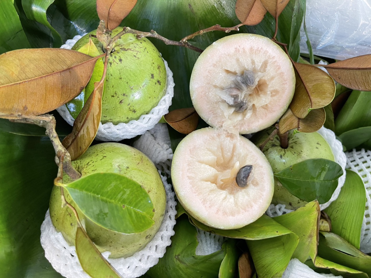 Vú sữa Lò Rèn
