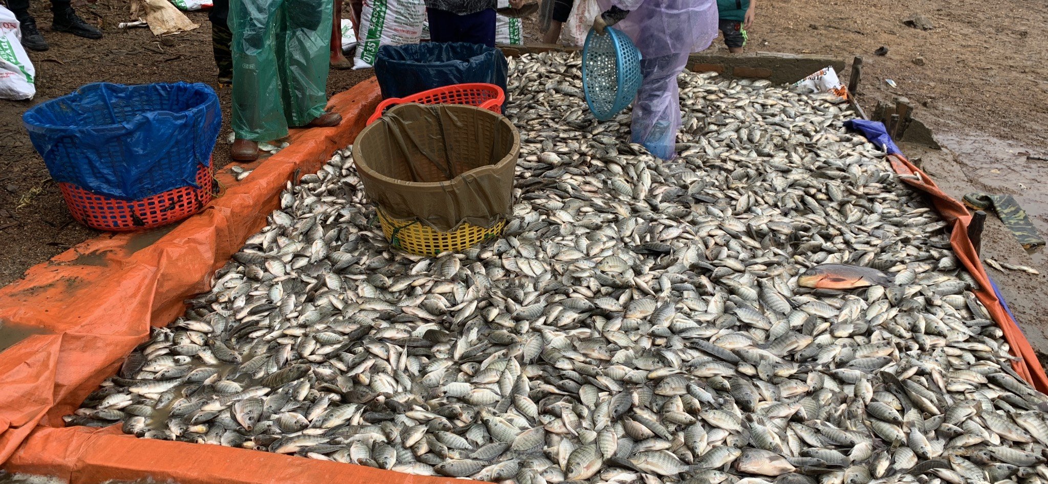 ĐẠM CÁ NGUYÊN CHẤT GIÁ XƯỞNG 3F – RAU SẠCH, TRÁI NGỌT, XANH LÁ MẤP THÂN, BÊN CÂY, TỐT ĐẤT.