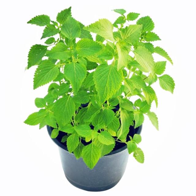 Hạt Giống Rau Kinh Giới