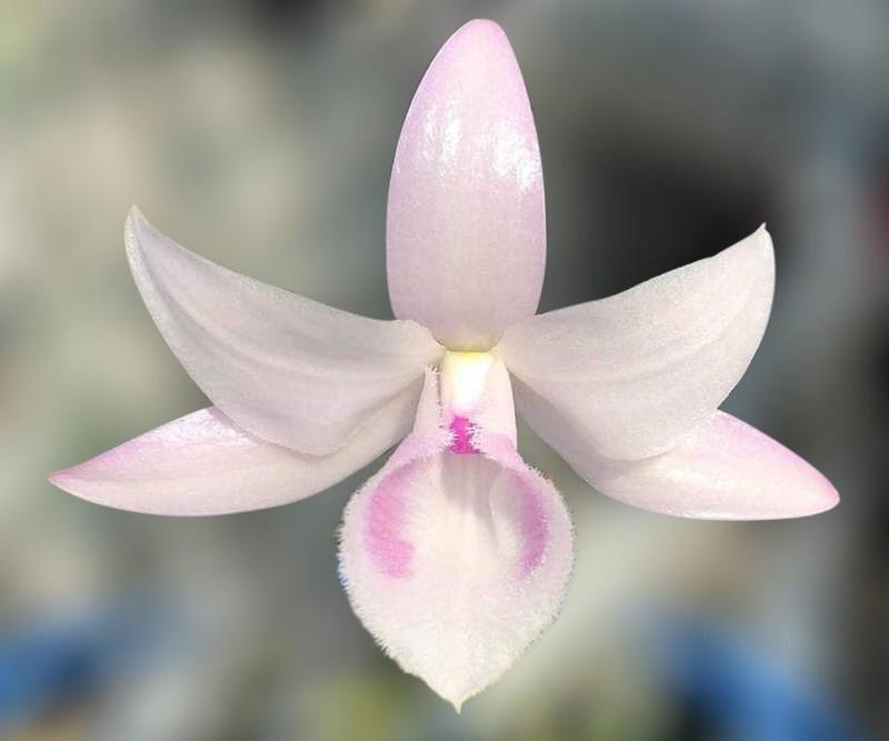 Phi điệp HỒNG MỸ NHÂN cam kết chất lượng