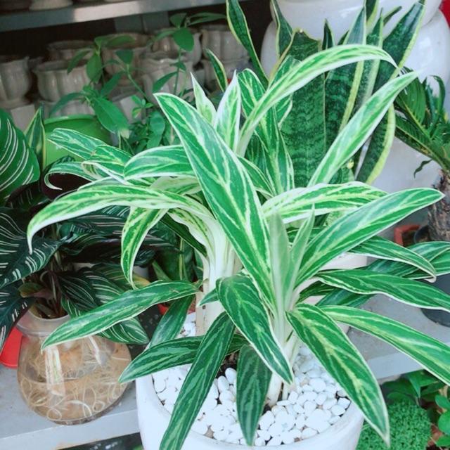 Chậu cây giữ tiền