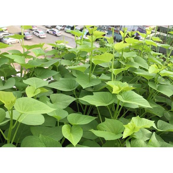 Set 50 cây giống rau lang rễ trần