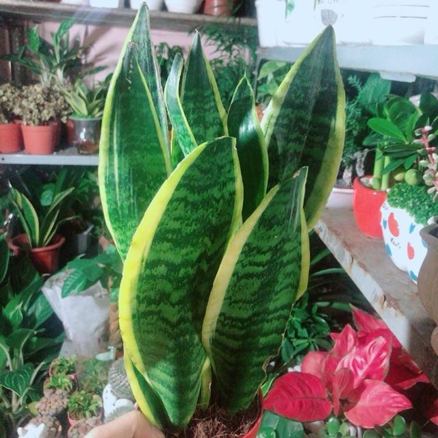 Lưỡi Hổ Viền Vàng