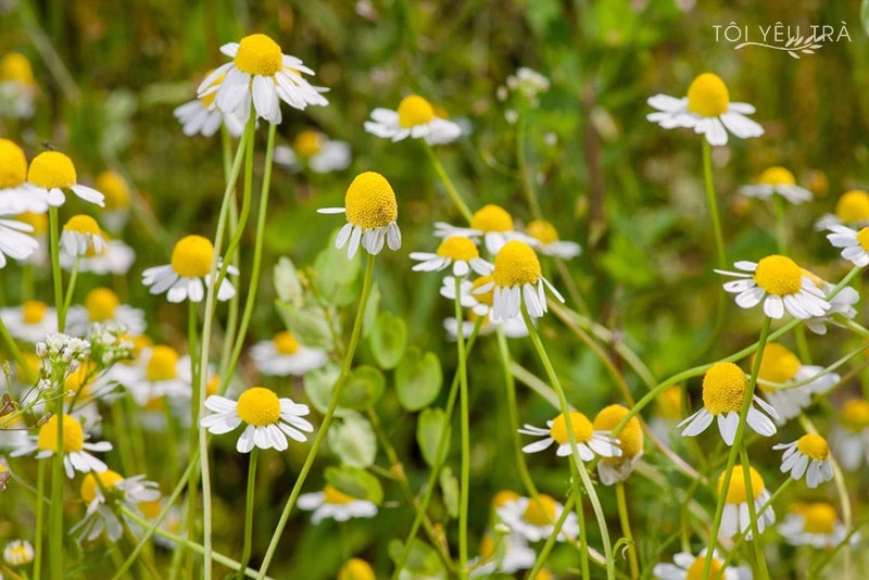 Hoa cúc la mã nguyên bông hữu cơ Chamomile Flowers 100gr - Green Nature