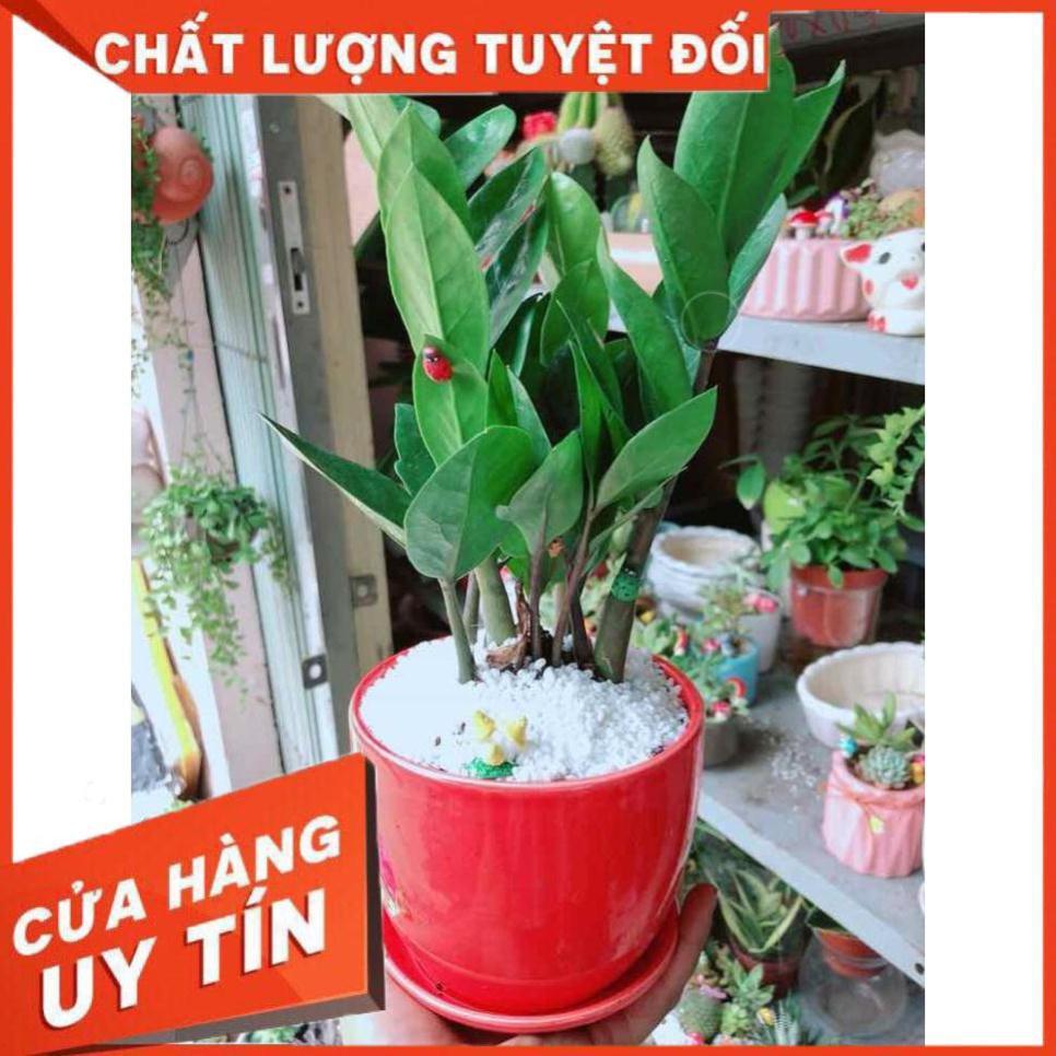 Chậu kim tiền thái tiểu cảnh Nhiều Người Mua