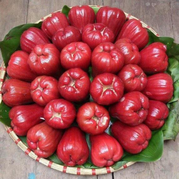 Giống mận đỏ an phước