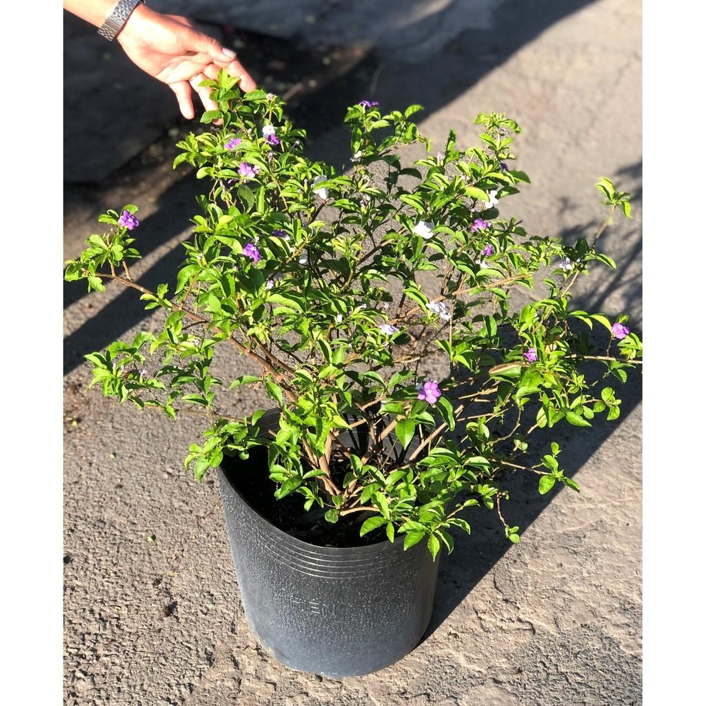Cây hoa lài Nhật cao 90 - 100 cm