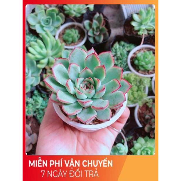 Combo 10 cây sen đá