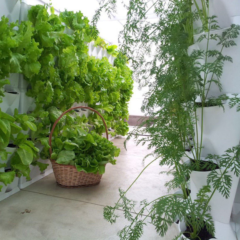 Chậu Treo Trồng Rau Ban Công Đứng Minigarden nhập khẩu Châu Âu kèm hệ thống tưới nhỏ giọt bán tự động với năng suất rau cao