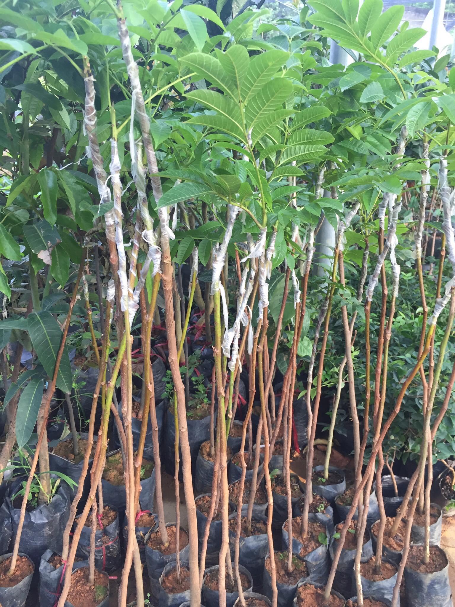 Cây trám đen, cây trám đen ghép, cây cao gần 1m năng suất cao