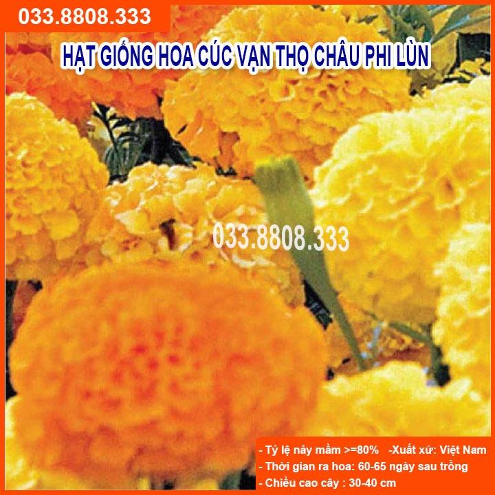 Hạt Giống Hoa Cúc Vạn Thọ Lùn -Hoa Đẹp Trồng Quanh Năm