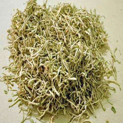02 Cây Giống Kim Ngân Hoa Khỏe 981SP