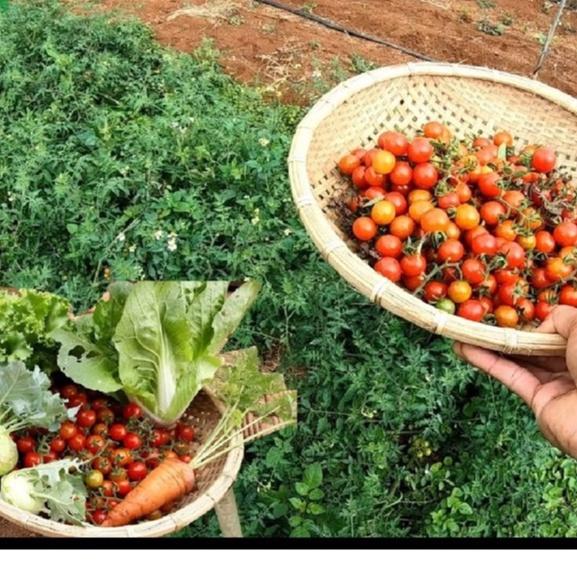 Hạt giống cà chua bi rừng Gói 20 hạt