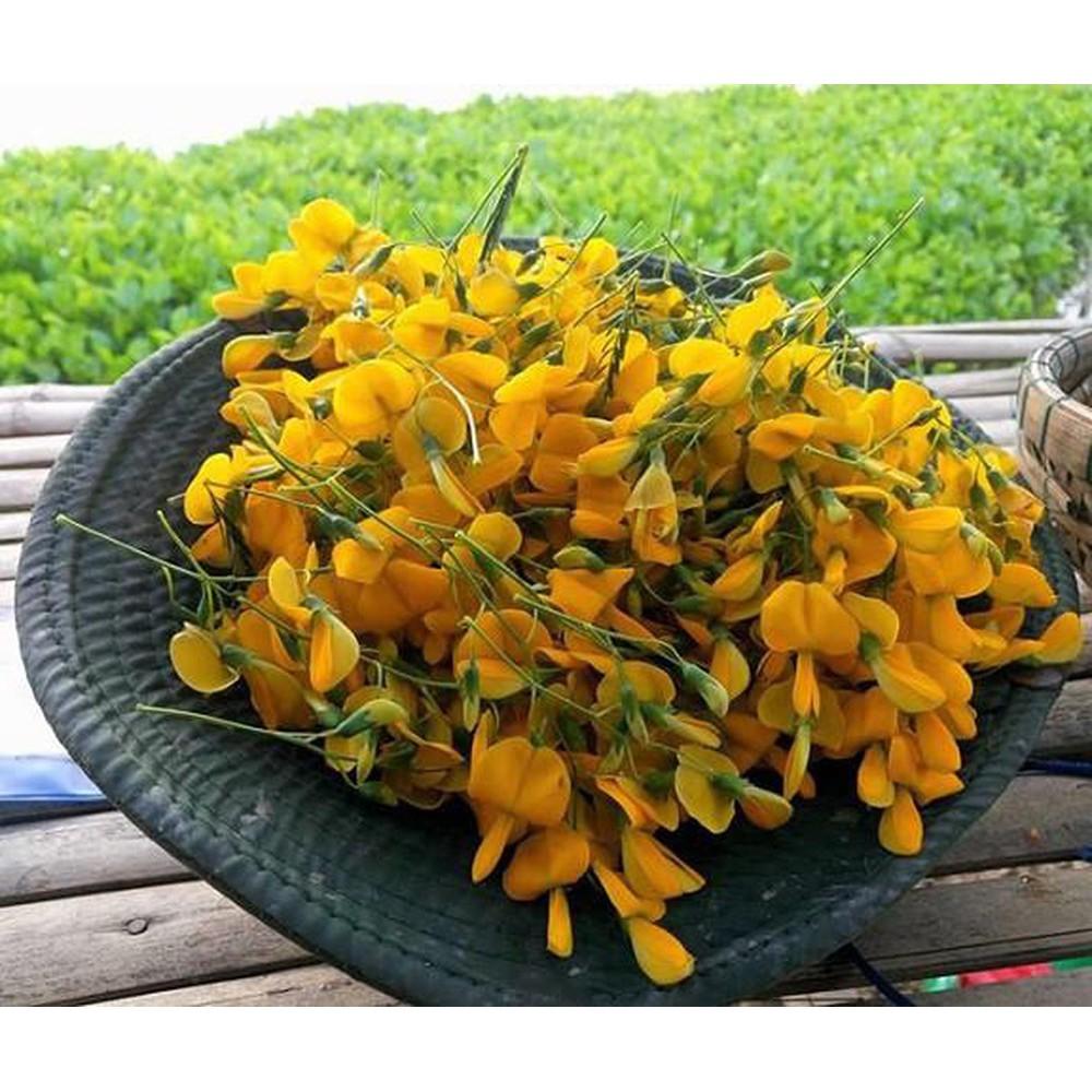 Hạt Giống Bông Điên Điển