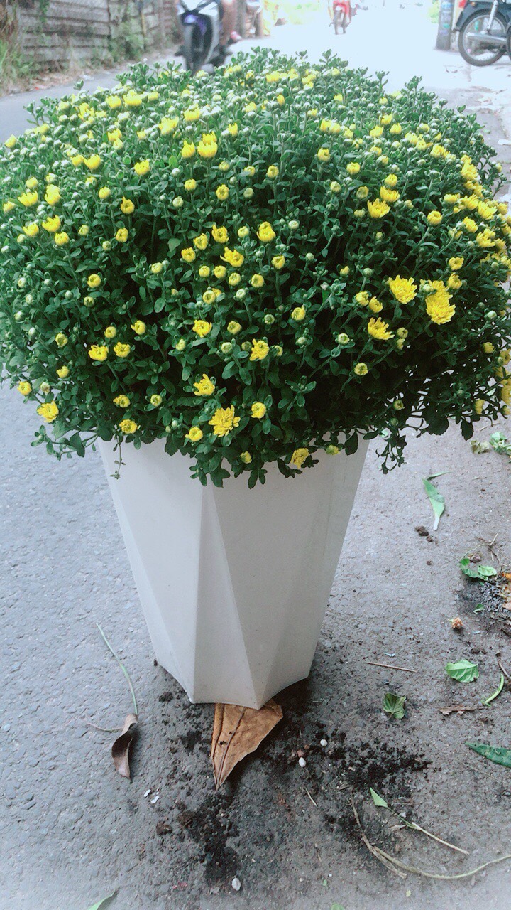 Chậu Cúc Mâm Xôi