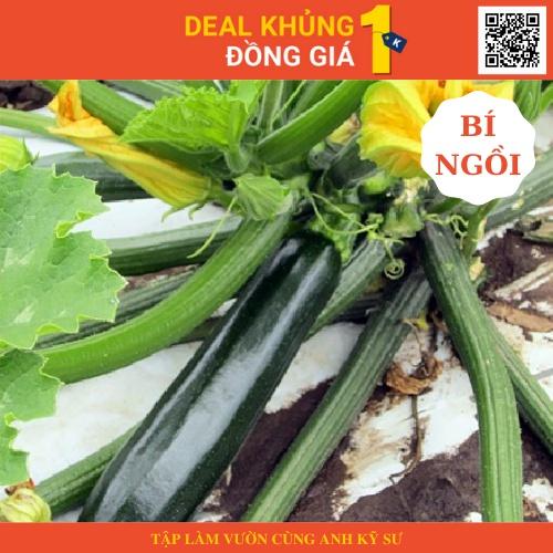 Hạt giống bí ngồi xanh cao sản F1 - Làm vườn cực dễ cùng anh kỹ sư