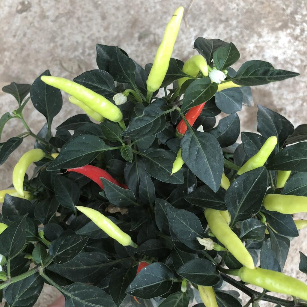 Cây ớt ngũ sắc, chiều cao 15-20cm sai quả to đẹp dễ chăm sóc sức chống chịu tốt thích hợp trang trí sân vườn, rau gia vị