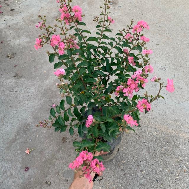 Cây hoa tường vi hồng cao 30-40cm, cây cực kì sai hoa và nụ, thích hợp trồng trang trí sân vườn và gia đình 981SP