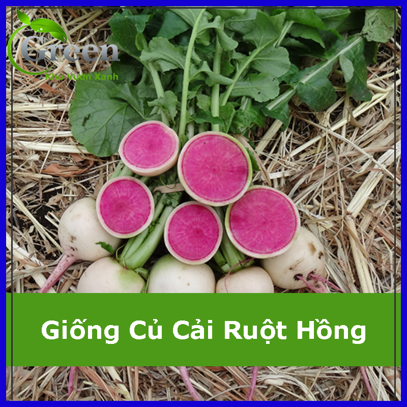 Hạt Giống Củ Cải Ruột Hồng