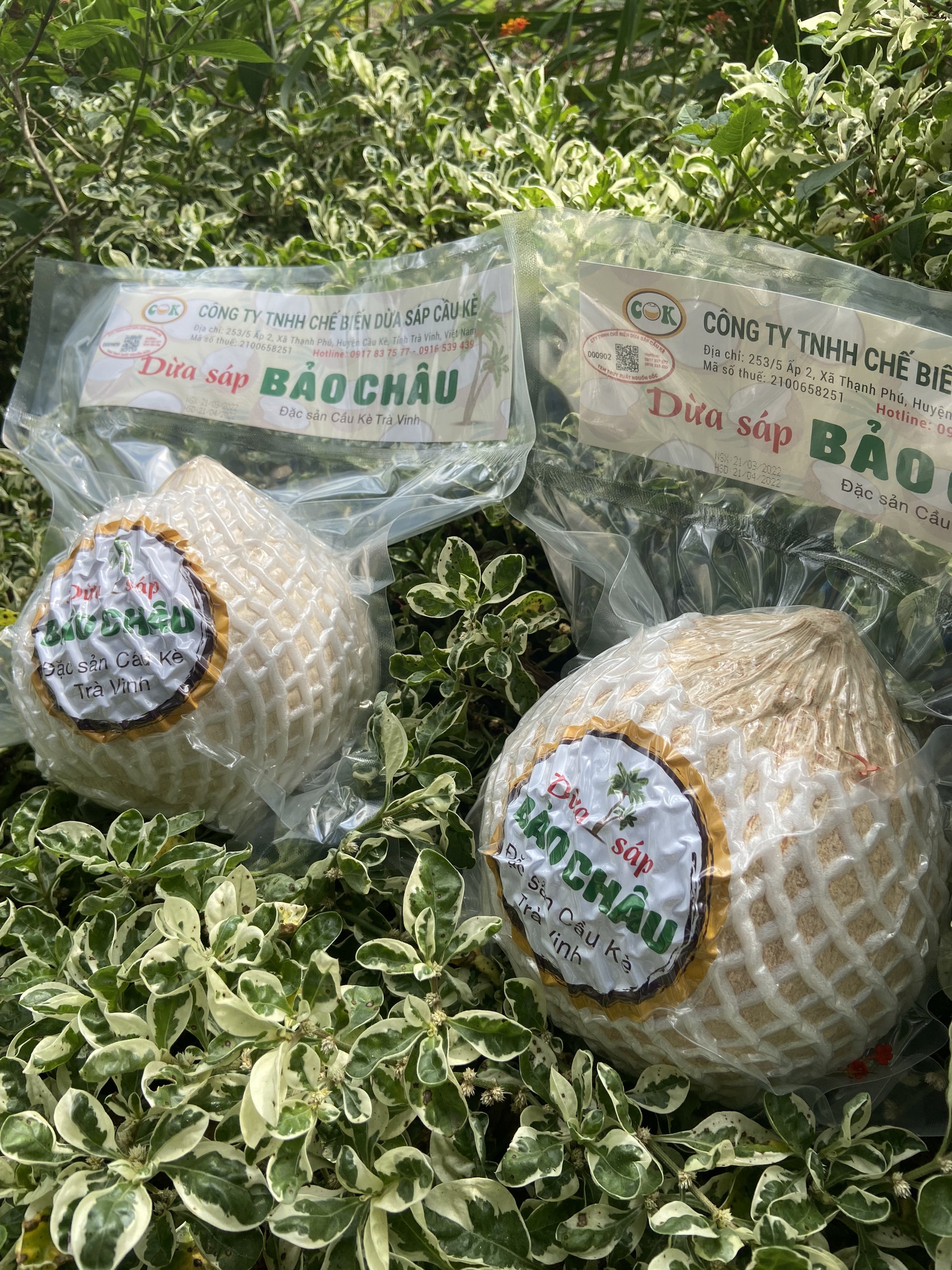 Dừa sáp Bảo Châu - Dừa sáp loại 1
