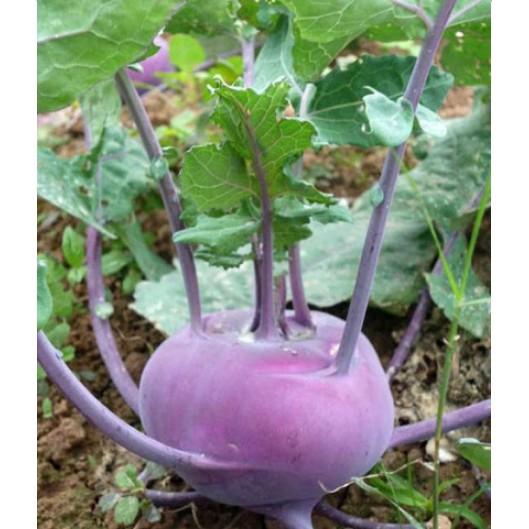 0.5gr hạt su hào tím