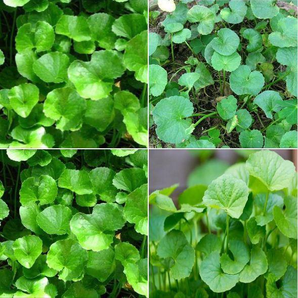 Hạt Giống Rau Má Lá Nhỏ - 1gram