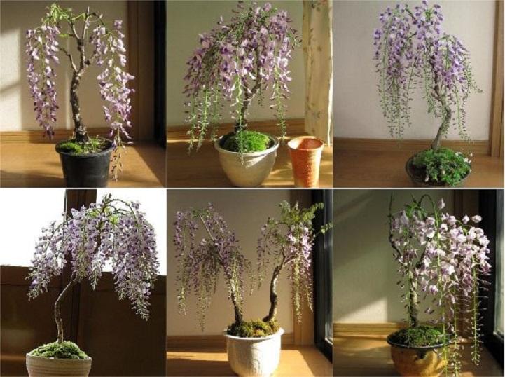(sản phẩm mới) Cây TỬ ĐẰNG thân gỗ bonsai, hoa TÍM siêu đẹp