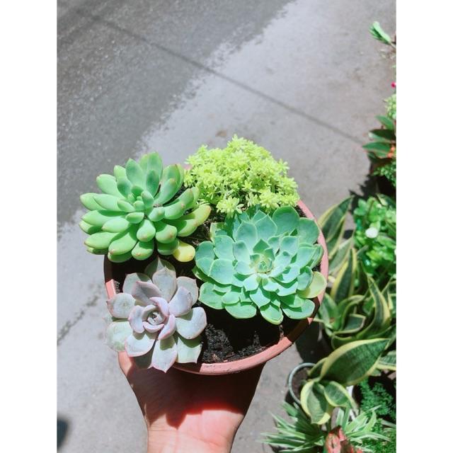 Chậu Sen Đá Mix 4 mẫu