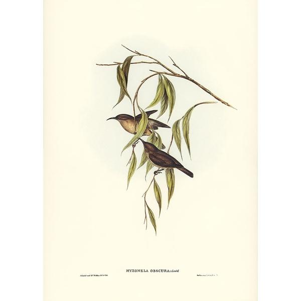 Tranh canvas vintage - Chim ăn mật (Myzomela obscura) - BVT-55