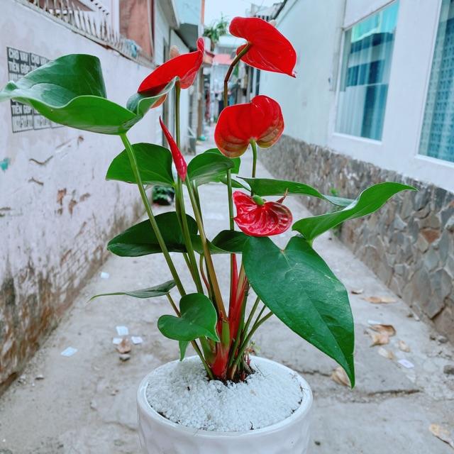 Chậu cây hồng môn