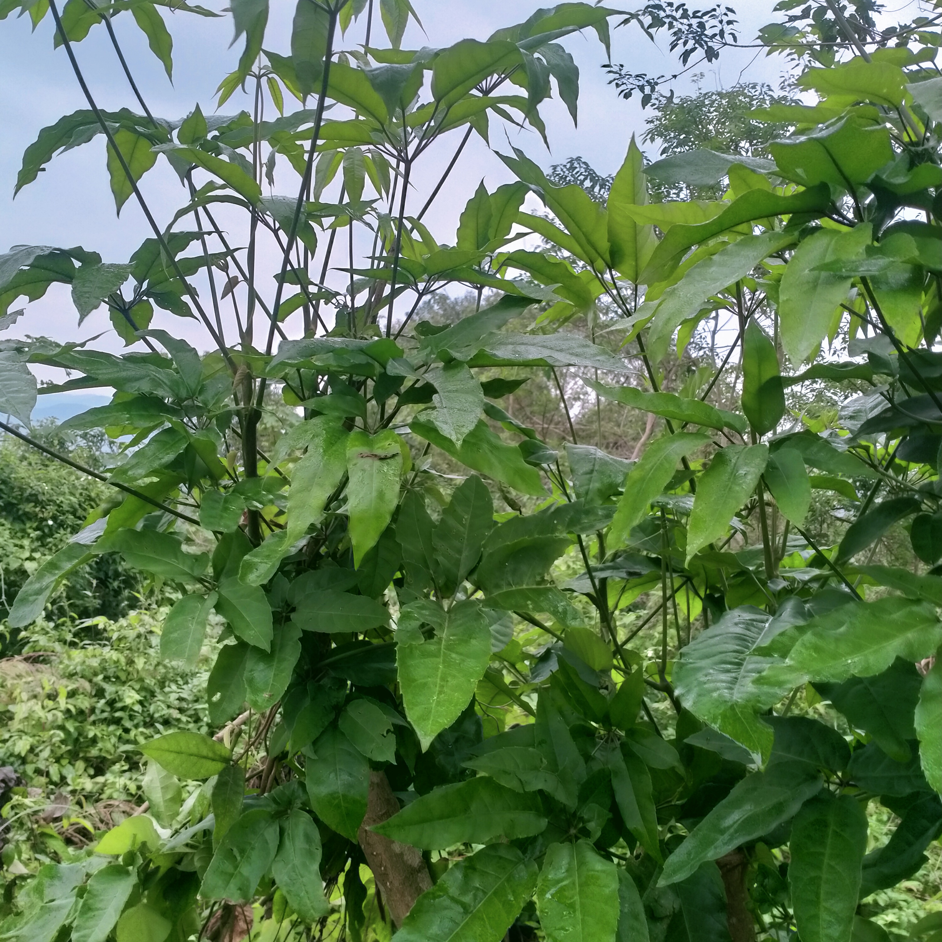 1kg lá lằng lá đắng tươi 60k