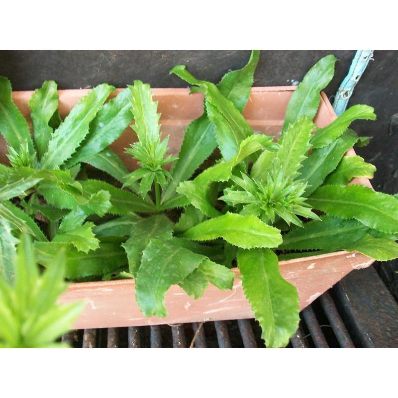 Hạt giống rau mùi tàu, ngò gai thơm cao sản gói 10gr