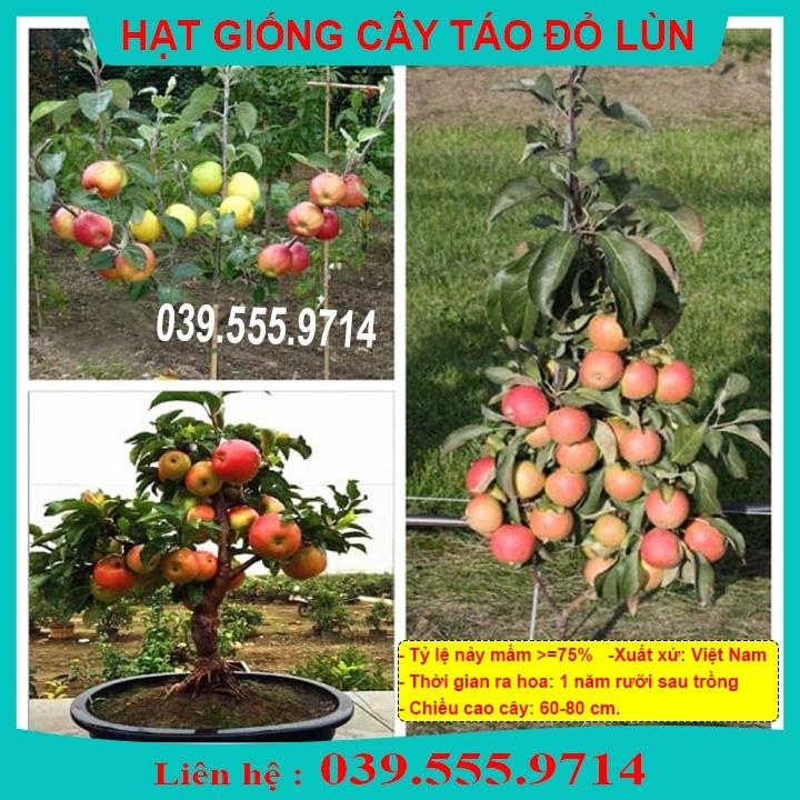 HẠT GIỐNG TÁO ĐỎ LÙN - CÂY TRỒNG CHẬU