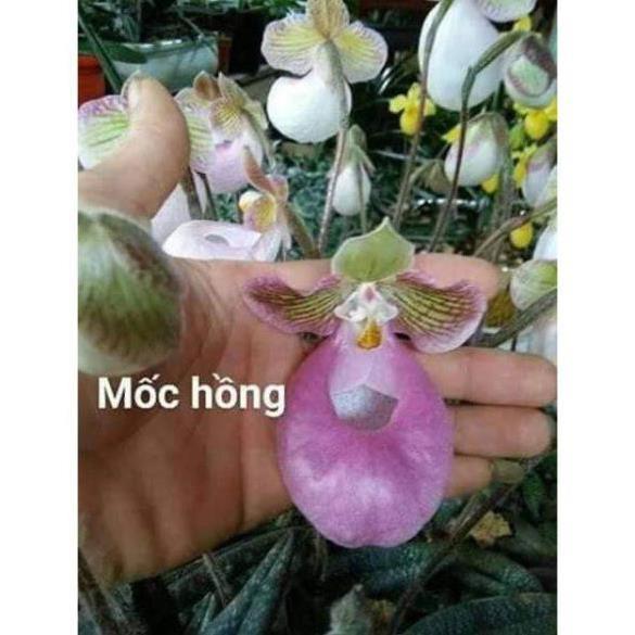COMBO 10 CÂY LAN HÀI MỐC HỒNG RỪNG TÂY BẮC, HOA NỞ DỊP TẾT