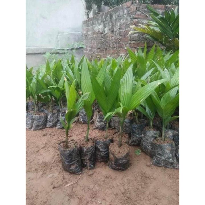 COMBO 3 CÂY GIỐNG CAU TỨ QUÝ LÙN - GIỐNG CHUẨN