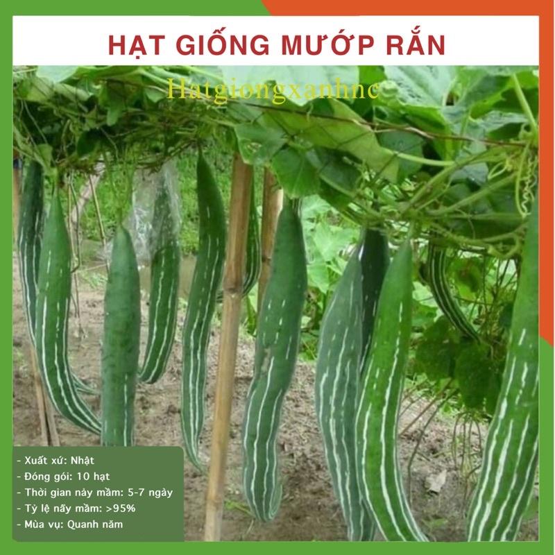 Gói 5 Hạt giống Lặc lè F1 dễ trồng, kháng bệnh tốt, năng suất.